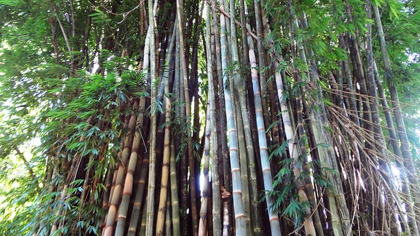 メンマ 竹から作る