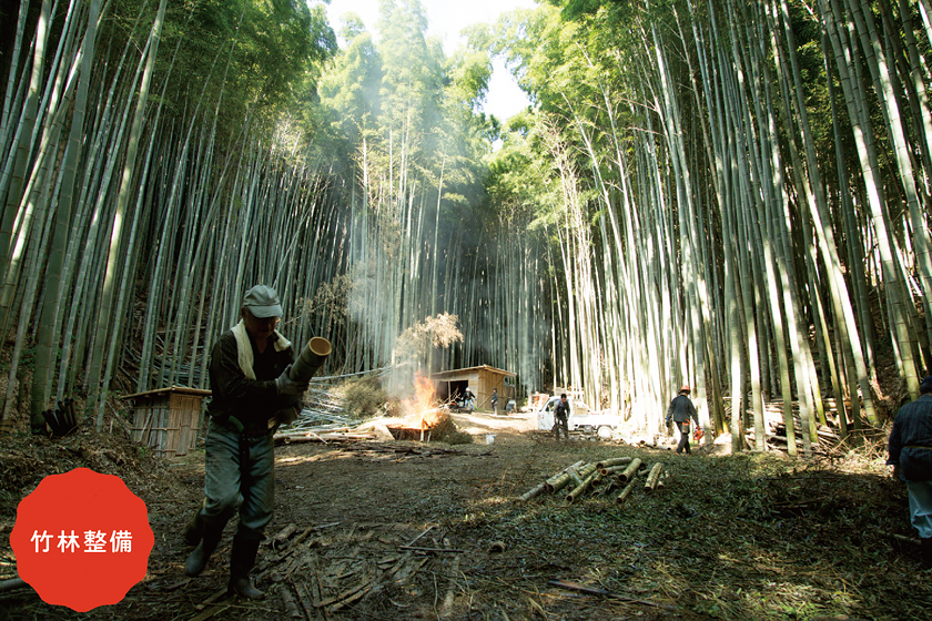 整備されている竹林