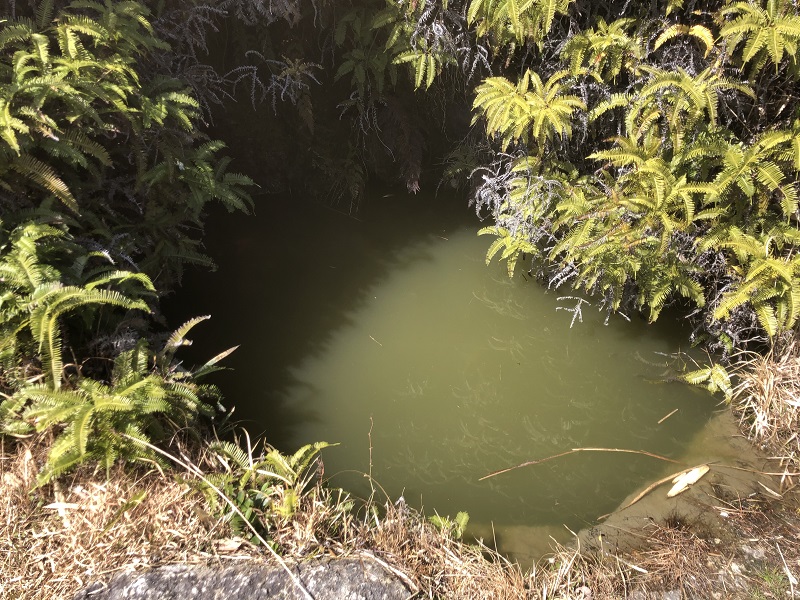 麻生山の登山道ほとりにある小さな池