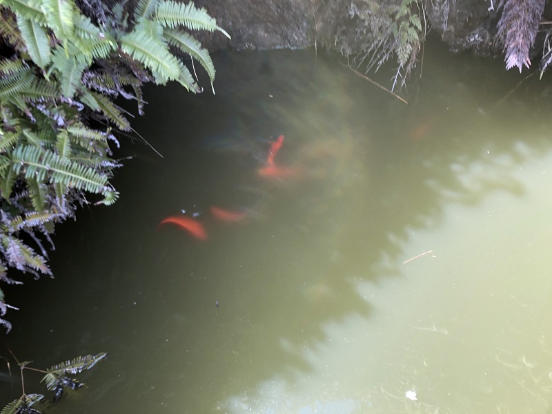 池の中の赤い金魚