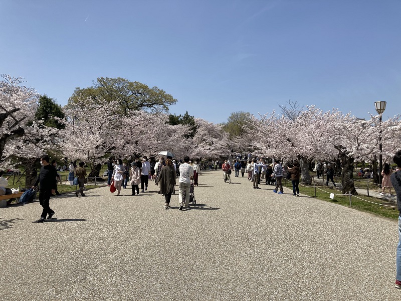 桜並木