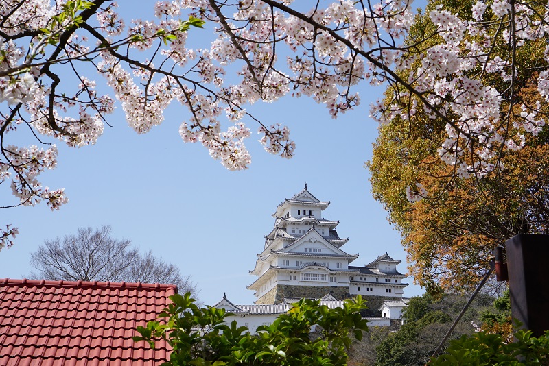 姫路城 お花見