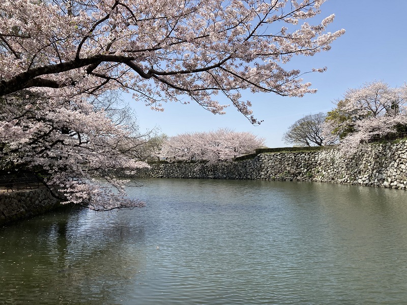 赤い橋 桜