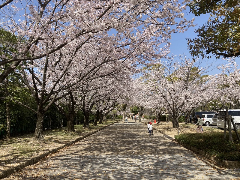 姫路城 花見