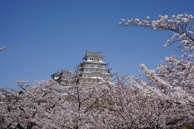 姫路城 桜 見頃