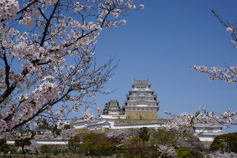 姫路城の桜