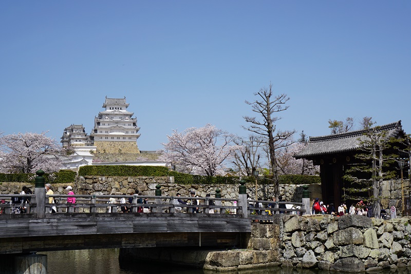 姫路城桜見頃