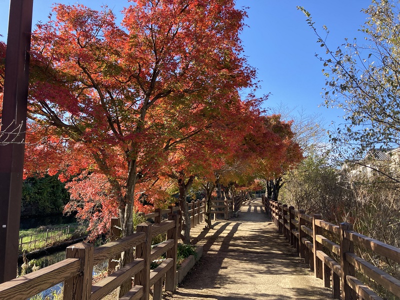 紅葉で観光