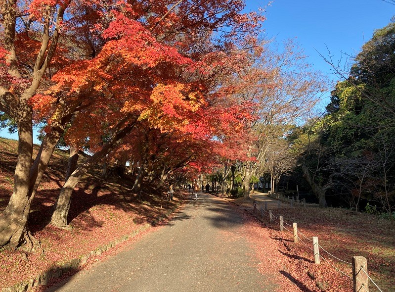 紅葉おすすめスポット