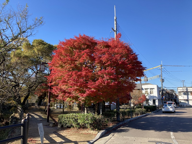 ハート型紅葉の場所