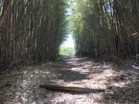 小赤壁公園の竹林