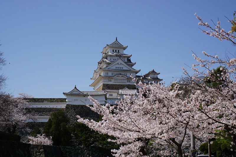 姫路 夜桜