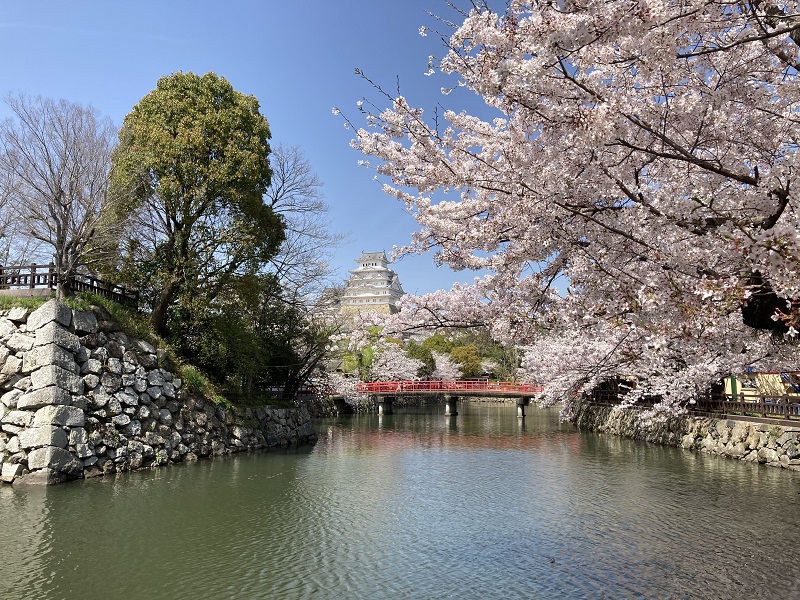 姫路城と桜　赤い橋