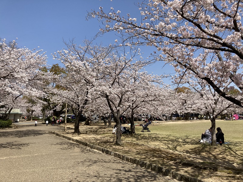 公園と桜