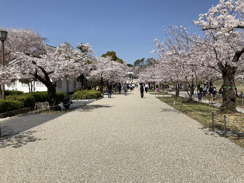 姫路城 桜 時期
