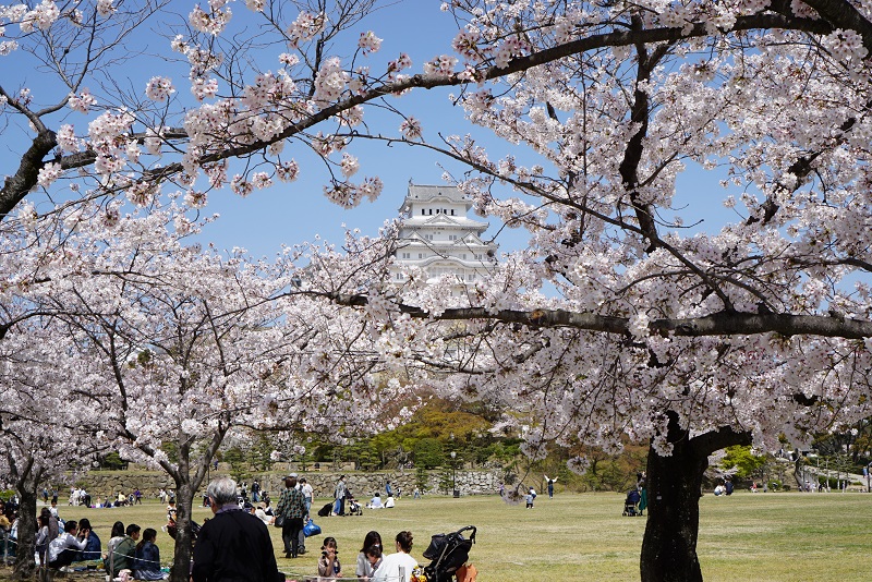 姫路城の桜の見頃