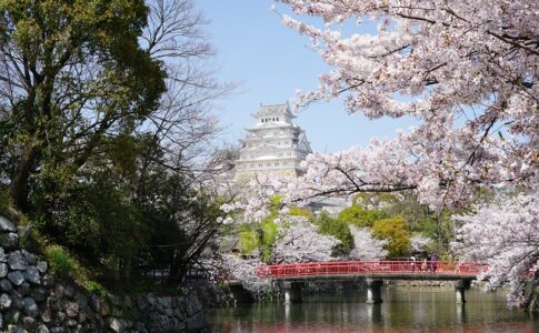 姫路城と桜の写真